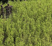 Kolumbijoje naikinama kokainmedžio plantacija