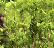 Kolumbijoje naikinama kokainmedžio plantacija