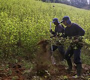Kolumbijoje naikinama kokainmedžio plantacija