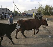 Vietos gyventoja varo karves Delbacevo mieste.