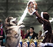 &Scaron;unų paroda Maskvoje 