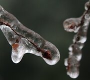 Austrijoje ledu pasidengę medžių &scaron;akos 