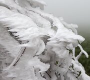 Austrijoje ledu pasidengę medžių &scaron;akos 