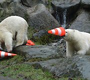 Baltojo lokio dvynukai 