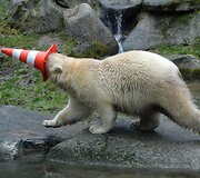 Baltojo lokio jauniklis