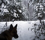 Sniegas Maskvoje 