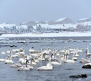 Gulbės