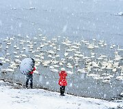 Gulbės