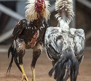 Gaidžių pe&scaron;tynės Madagaskare 