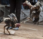 Gaidžių pe&scaron;tynės Madagaskare 