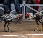 Gaidžių pe&scaron;tynės Madagaskare 