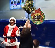 Kalėdinis pasirodymas repeticija Tokijo delfinariume 
