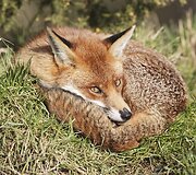 Lapė