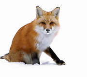 Lapė