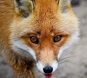 Lapė