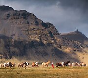 Elizabeth Gadd 