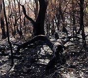 Gaisro padariniai Australijos pietuose 
