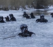 Pietų Korėjos karinės pratybos Pjongčange