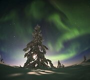 &Scaron;iaurės pa&scaron;vaistė vir&scaron; Sibiro 