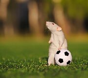Žiurkė prie futbolo kamuolio
