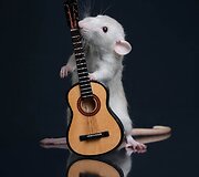 Žiurkė prie gitaros 