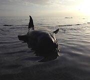 Negyvi bangininiai delfinai Naujojoje Zelandijoje