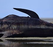 Negyvas bangininis delfinas Naujojoje Zelandijoje