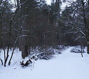 Tvarkomas Vingio parkas