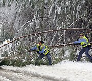 &Scaron;iaurės Karolinoje nuvirtę medžiai