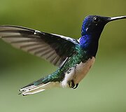 Kolibris 