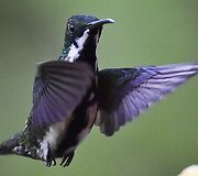 Kolibris 