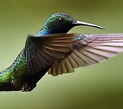 Kolibris 