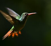 Kolibris 