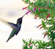 Kolibris 