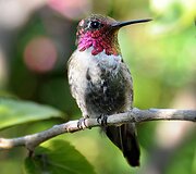 Kolibris 