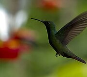 Kolibris 