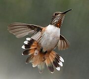 Kolibris 