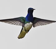 Kolibris 