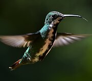 Kolibris 