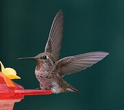 Kolibris 