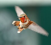 Kolibris 