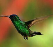 Kolibris 