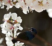 Kolibris 
