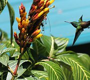 Kolibris 