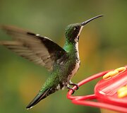 Kolibris 