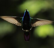 Kolibris 