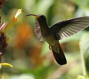 Kolibris 