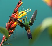 Kolibris 