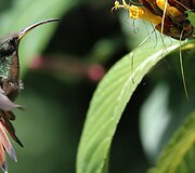 Kolibris 