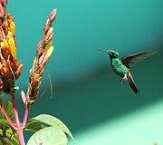 Kolibris 